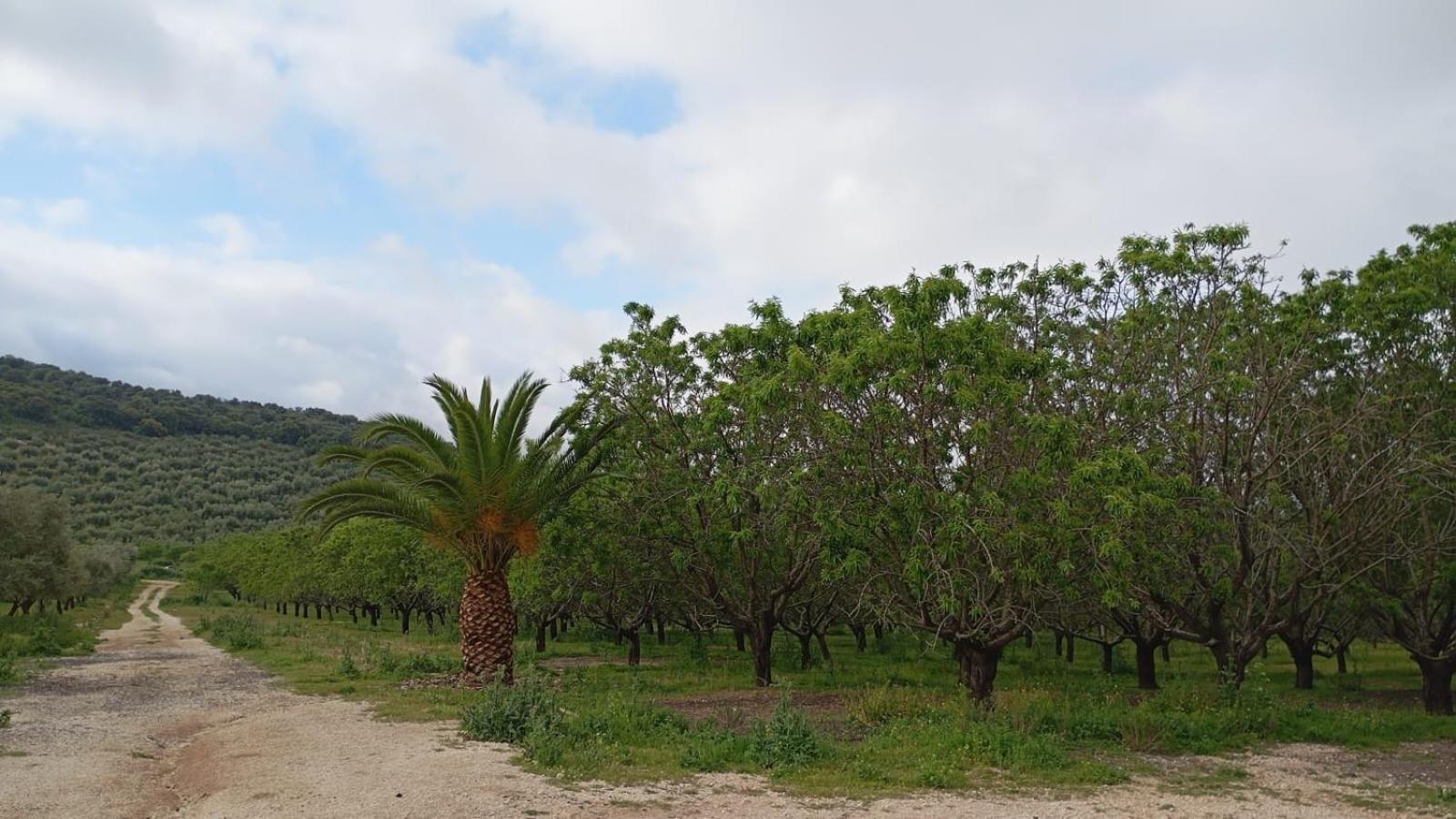 Casas Rurales Cortijo La Canada เอสเตปา ภายนอก รูปภาพ